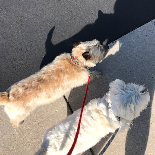 Walking Your Dog – New Beginnings Dog Training Blog