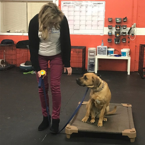 A Well Trained Dog – New Beginnings Dog Training Blog
