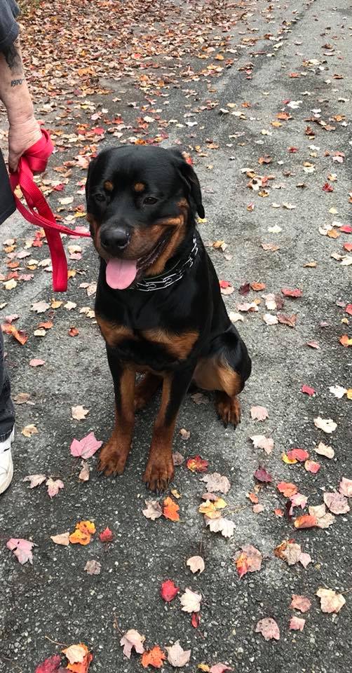 puppy excitement aggression